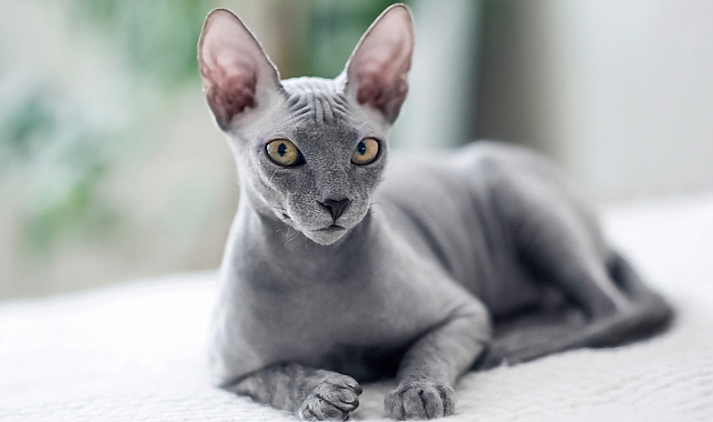 Sphinx Cat Price