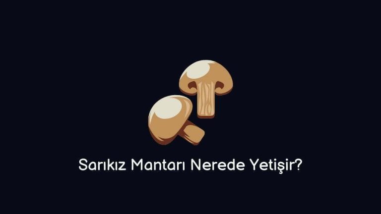 Where Does Sarıkız Mushroom Grow? (Correct answer)